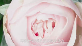 Yeain  Stimulating Nipple Vibrator, Manual Suction Teasing Rose-Shaped Adult Pleasure Toy